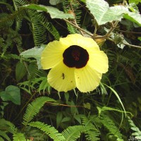 Hibiscus hispidissimus Griff.